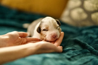 Les chiots de Berger Australien