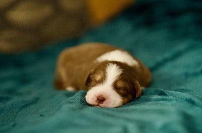 Les chiots de Berger Australien