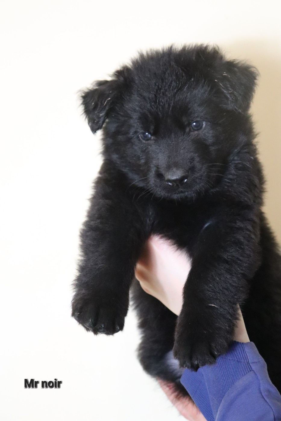 Berger Allemand Poil Long - Du Domaine De Crunchy