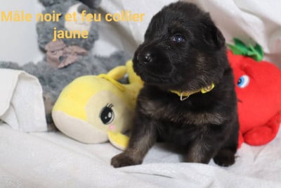 Les chiots de Berger Allemand Poil Long