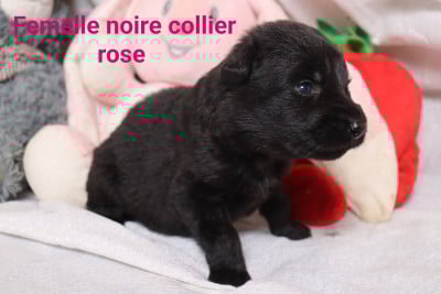 Les chiots de Berger Allemand Poil Long