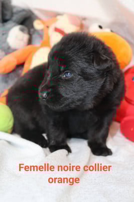 Les chiots de Berger Allemand Poil Long