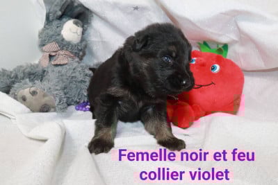 Les chiots de Berger Allemand Poil Long