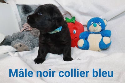 Les chiots de Berger Allemand Poil Long