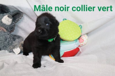 Les chiots de Berger Allemand Poil Long