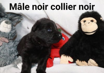 Les chiots de Berger Allemand Poil Long