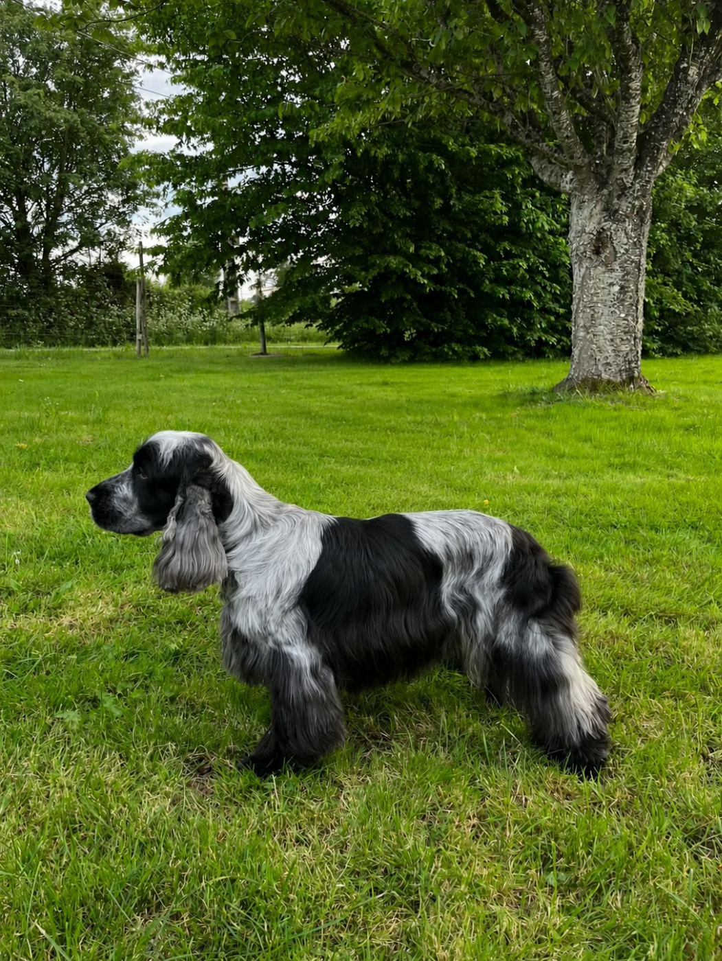 Publication : Les Joy'eaux Du Terrier