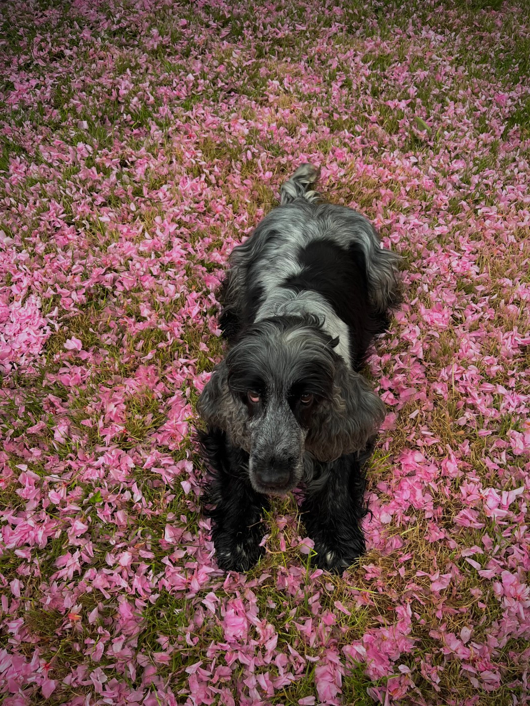 Publication : Les Joy'eaux Du Terrier