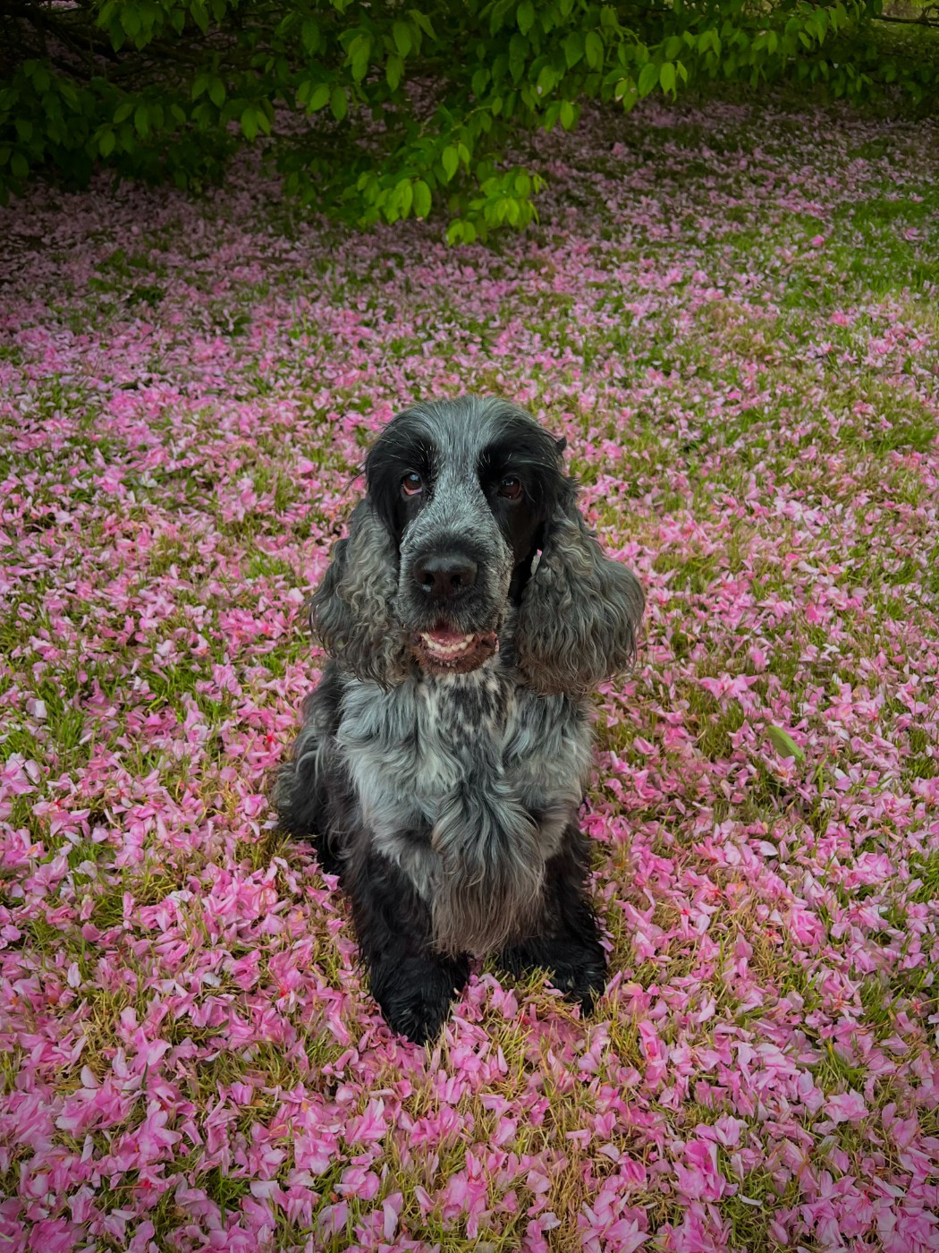 Publication : Les Joy'eaux Du Terrier