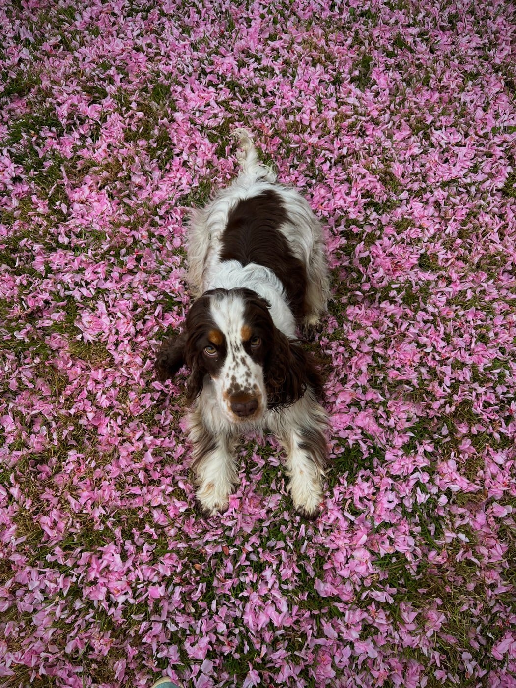 Publication : Les Joy'eaux Du Terrier