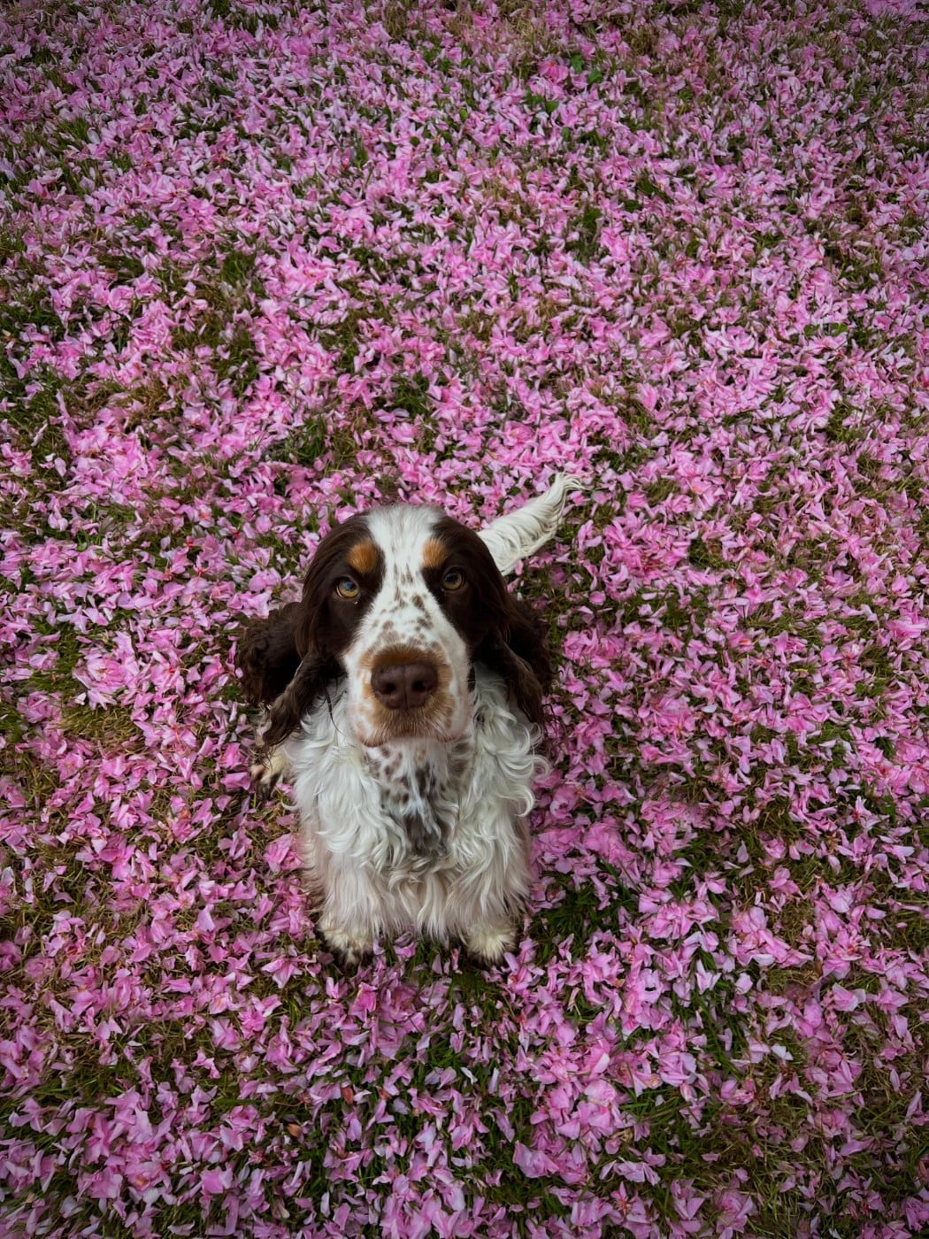 Publication : Les Joy'eaux Du Terrier