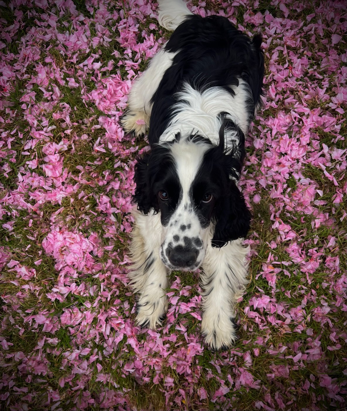 Publication : Les Joy'eaux Du Terrier