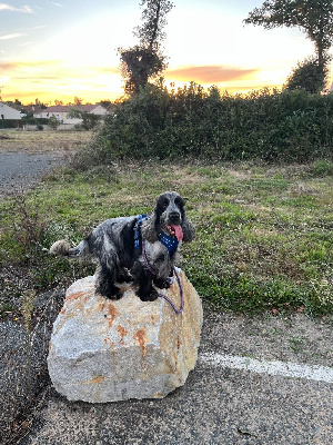 Étalon Cocker Spaniel Anglais - Piston Des Chevaliers Au Diable