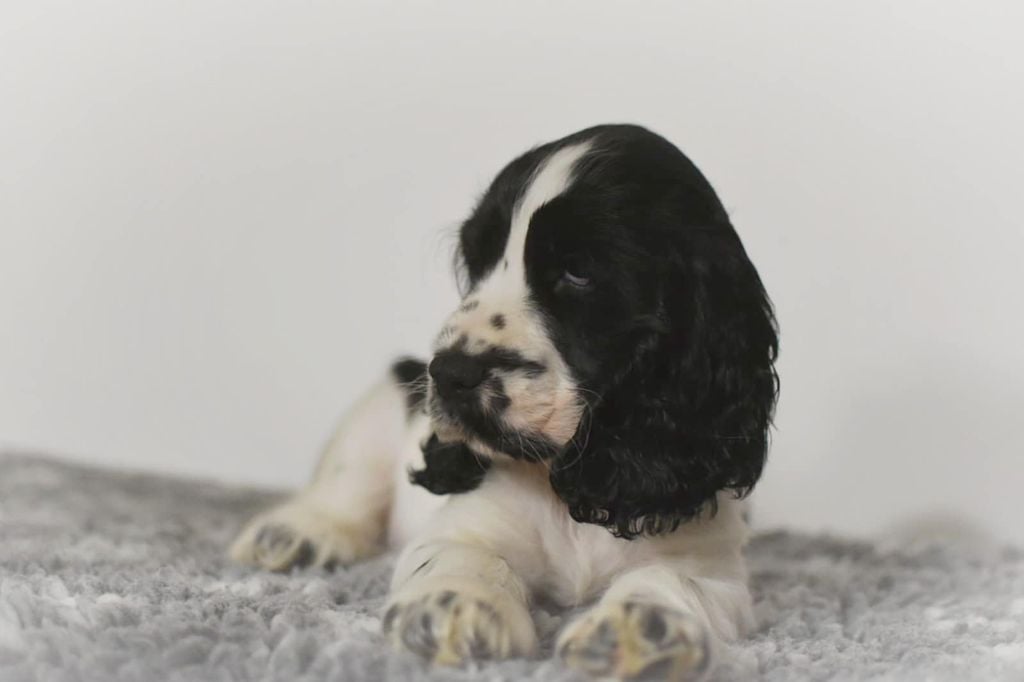APPY - Cocker Spaniel Anglais