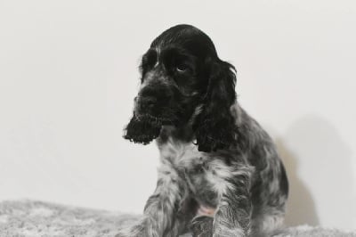 Les chiots de Cocker Spaniel Anglais