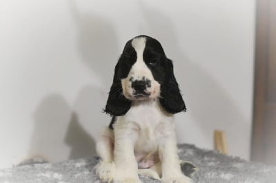 Les chiots de Cocker Spaniel Anglais