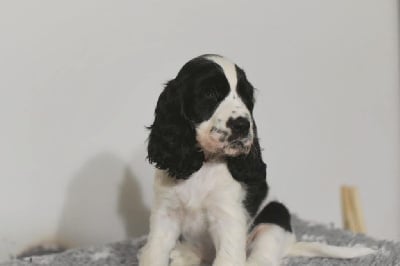 Les chiots de Cocker Spaniel Anglais