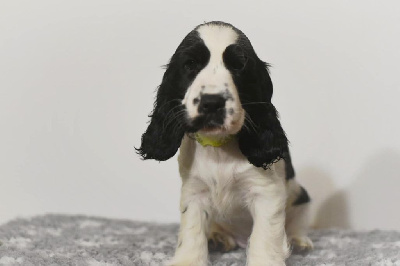 Les chiots de Cocker Spaniel Anglais