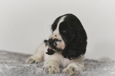 Les chiots de Cocker Spaniel Anglais