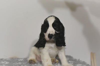 Les chiots de Cocker Spaniel Anglais