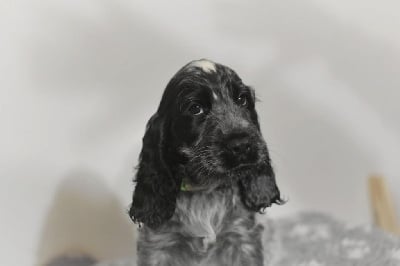 Les chiots de Cocker Spaniel Anglais