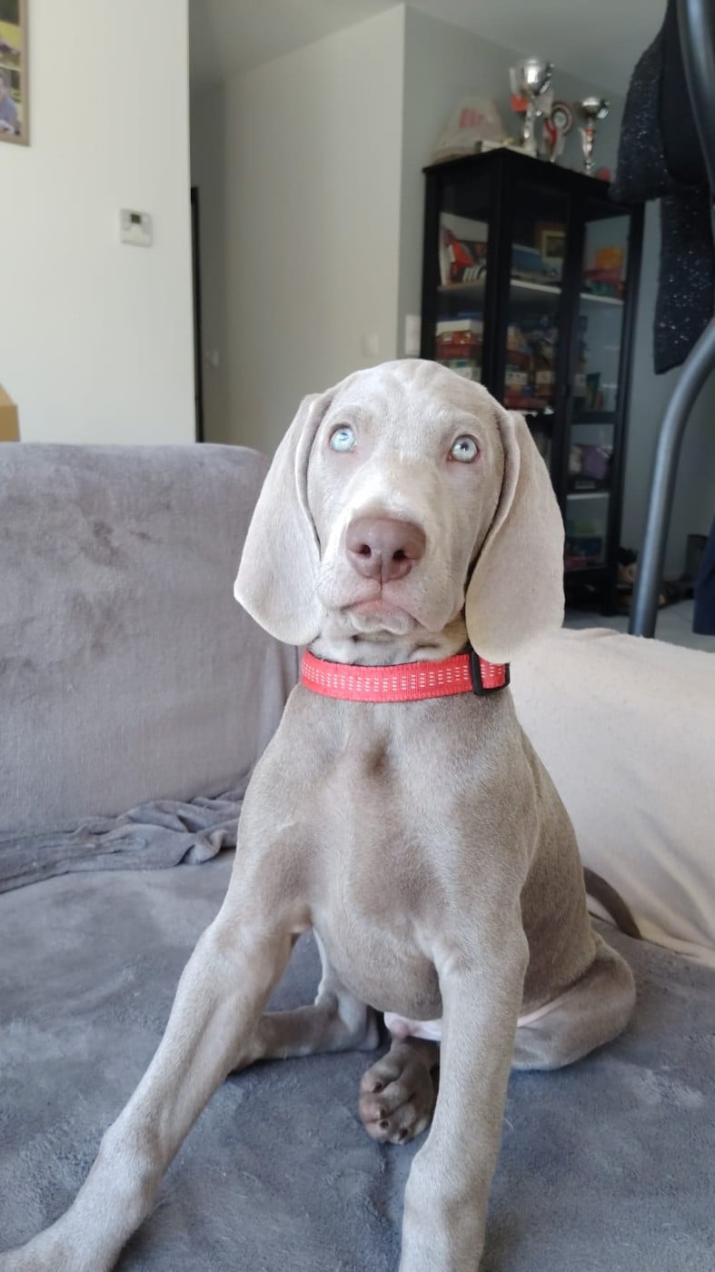 Braque de Weimar - Les Gris De La Colombière