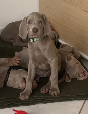 Les chiots de Braque de Weimar