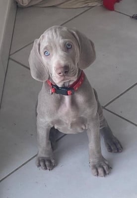 Les chiots de Braque de Weimar