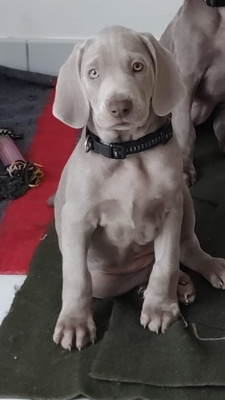 Les chiots de Braque de Weimar