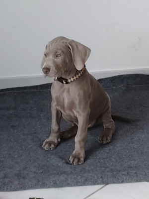 Les chiots de Braque de Weimar