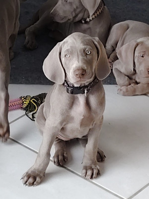 Les chiots de Braque de Weimar