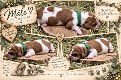Les chiots de Basset Hound