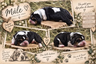 Les chiots de Basset Hound