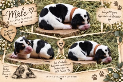 Les chiots de Basset Hound