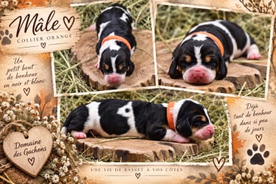 Les chiots de Basset Hound