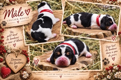 Les chiots de Basset Hound