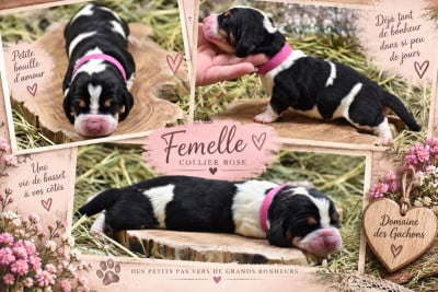 Les chiots de Basset Hound