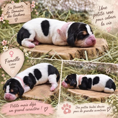 Les chiots de Basset Hound