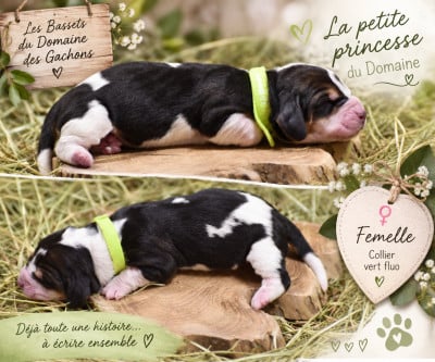 Les chiots de Basset Hound