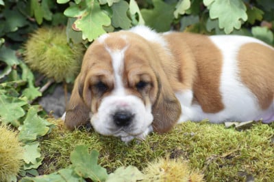Les chiots de Basset Hound