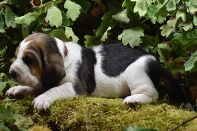 Les chiots de Basset Hound