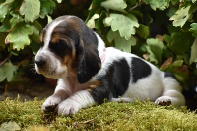 Les chiots de Basset Hound