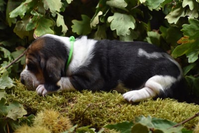 Les chiots de Basset Hound