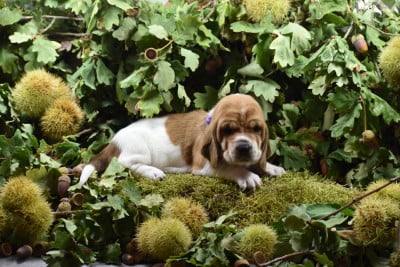 Les chiots de Basset Hound