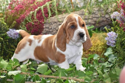 Les chiots de Basset Hound