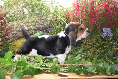 Les chiots de Basset Hound
