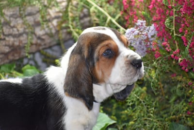 Les chiots de Basset Hound