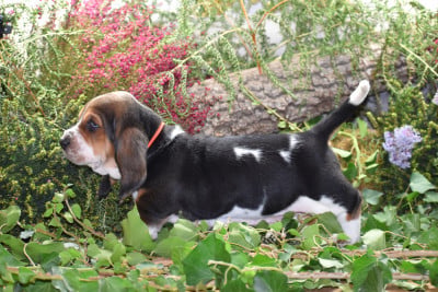 Les chiots de Basset Hound