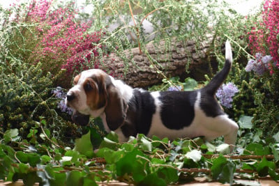 Les chiots de Basset Hound