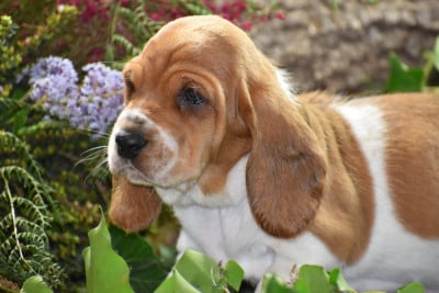 Les chiots de Basset Hound